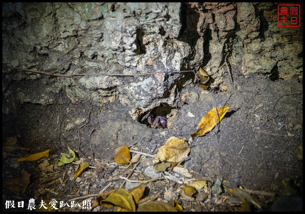 屏東旅遊|小琉球二天一夜怎麼玩．交通住宿景點美食綠蠵龜秘境懶人包 @假日農夫愛趴趴照