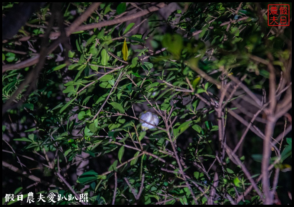 屏東旅遊|小琉球二天一夜怎麼玩．交通住宿景點美食綠蠵龜秘境懶人包 @假日農夫愛趴趴照