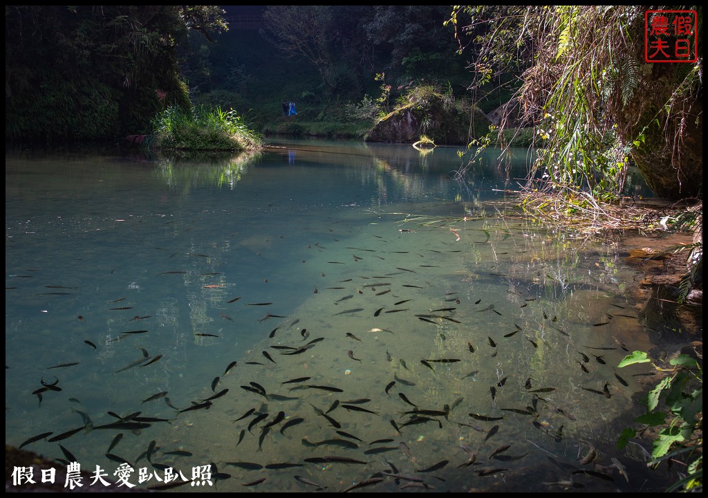 杉林溪森林生態渡假園區．松瀧岩瀑布×水杉林即將變色×紫葉槭全數變紅 @假日農夫愛趴趴照