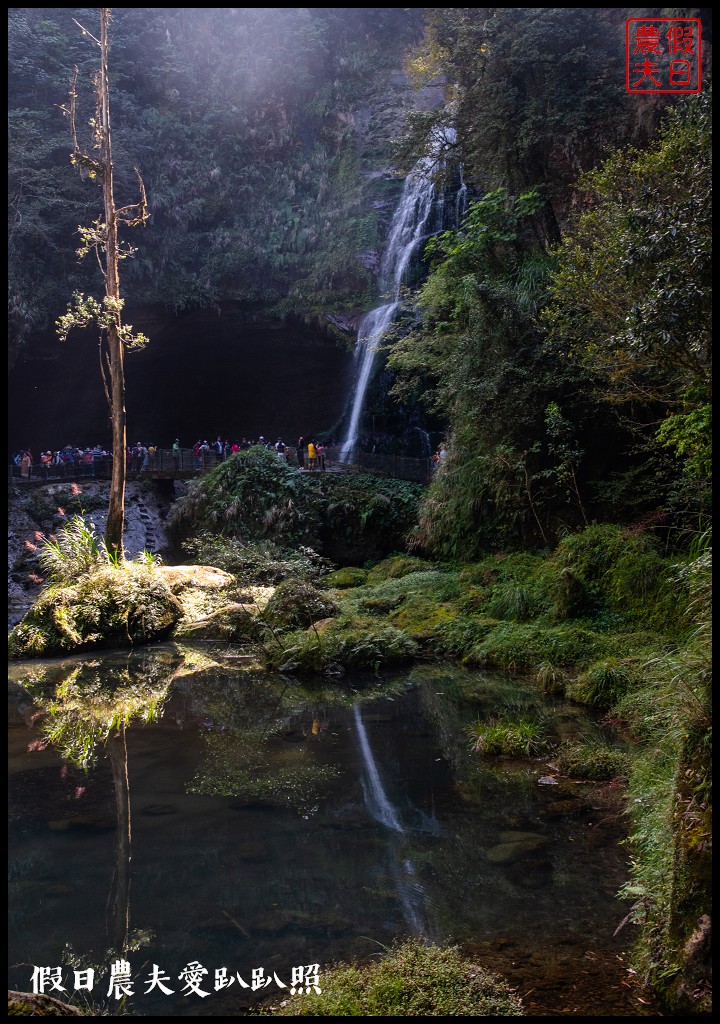 杉林溪森林生態渡假園區．松瀧岩瀑布×水杉林即將變色×紫葉槭全數變紅 @假日農夫愛趴趴照