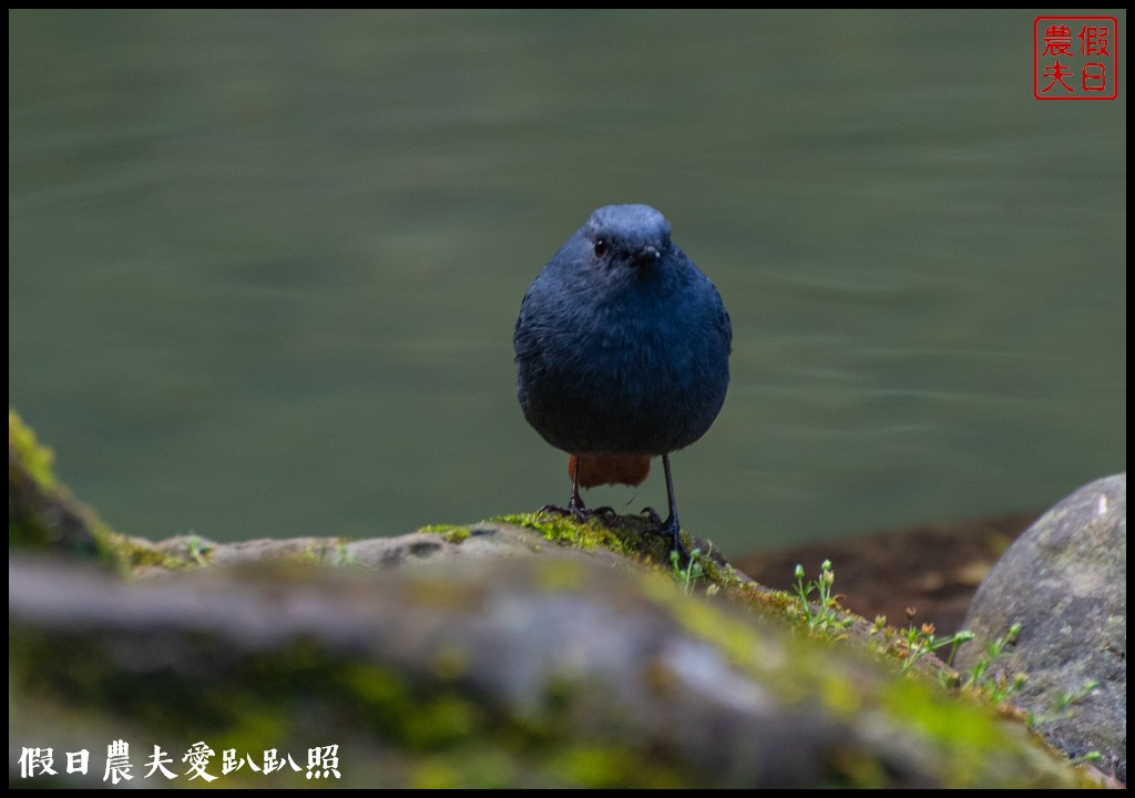 杉林溪森林生態渡假園區．松瀧岩瀑布×水杉林即將變色×紫葉槭全數變紅 @假日農夫愛趴趴照