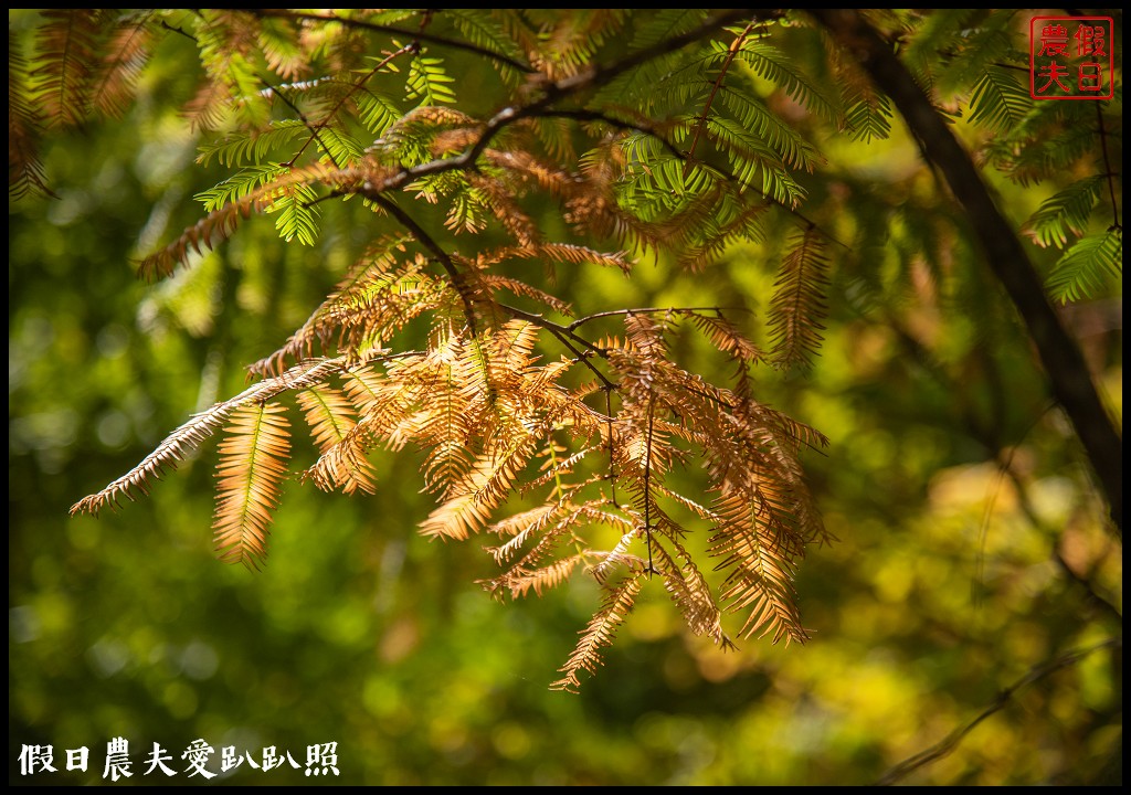 杉林溪森林生態渡假園區．松瀧岩瀑布×水杉林即將變色×紫葉槭全數變紅 @假日農夫愛趴趴照