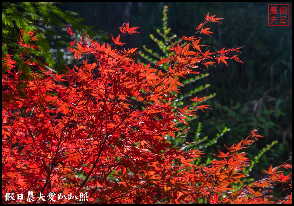 杉林溪森林生態渡假園區．松瀧岩瀑布×水杉林即將變色×紫葉槭全數變紅 @假日農夫愛趴趴照