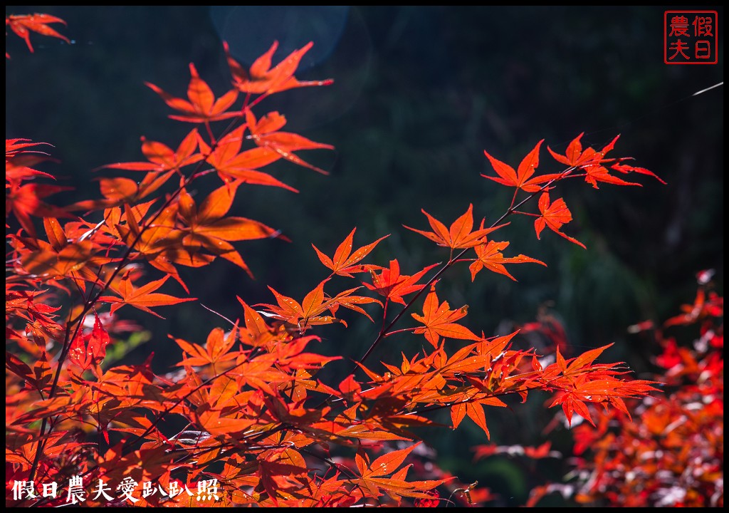 杉林溪森林生態渡假園區．松瀧岩瀑布×水杉林即將變色×紫葉槭全數變紅 @假日農夫愛趴趴照