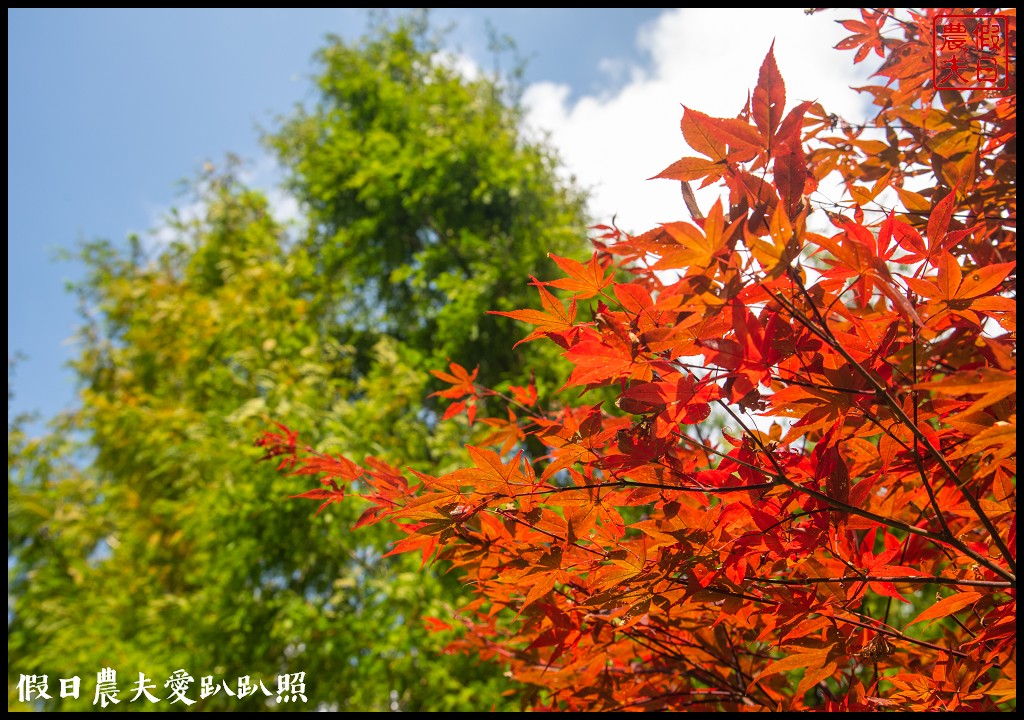 杉林溪森林生態渡假園區．松瀧岩瀑布×水杉林即將變色×紫葉槭全數變紅 @假日農夫愛趴趴照