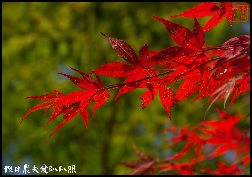 杉林溪森林生態渡假園區．松瀧岩瀑布×水杉林即將變色×紫葉槭全數變紅 @假日農夫愛趴趴照