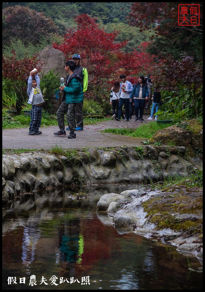 杉林溪森林生態渡假園區．松瀧岩瀑布×水杉林即將變色×紫葉槭全數變紅 @假日農夫愛趴趴照