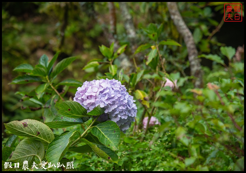 杉林溪森林生態渡假園區．松瀧岩瀑布×水杉林即將變色×紫葉槭全數變紅 @假日農夫愛趴趴照