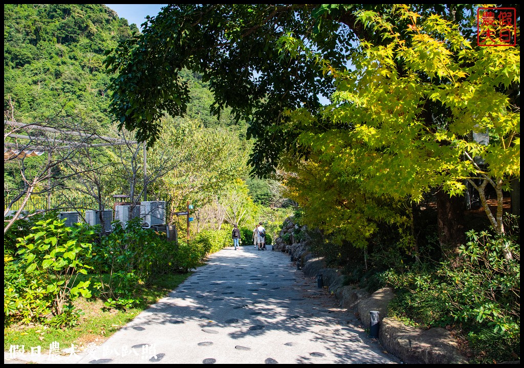 苗栗景點|南庄雲水度假森林．全台十大落羽松秘境之一/泡湯/住宿/下午茶 @假日農夫愛趴趴照