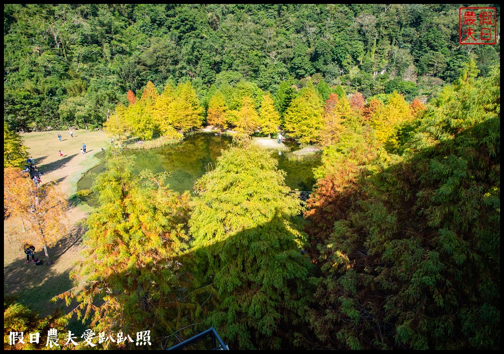 苗栗景點|南庄雲水度假森林．全台十大落羽松秘境之一/泡湯/住宿/下午茶 @假日農夫愛趴趴照