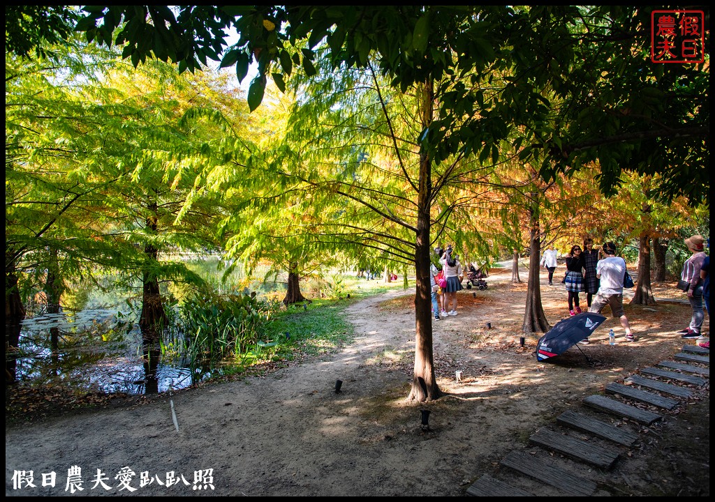 苗栗景點|南庄雲水度假森林．全台十大落羽松秘境之一/泡湯/住宿/下午茶 @假日農夫愛趴趴照