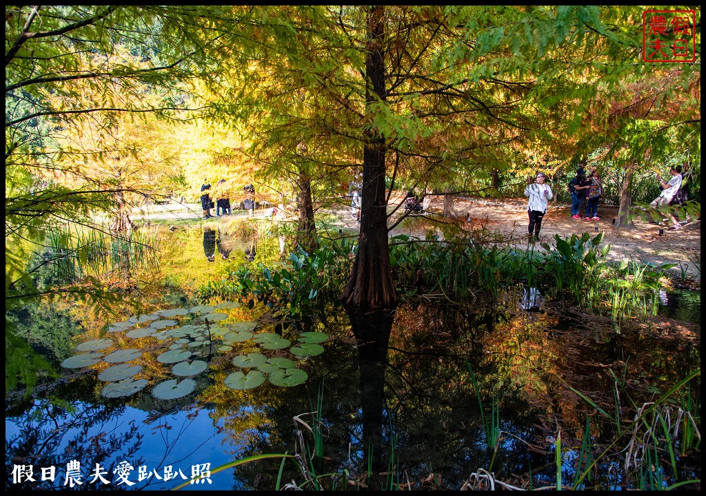 苗栗景點|南庄雲水度假森林．全台十大落羽松秘境之一/泡湯/住宿/下午茶 @假日農夫愛趴趴照