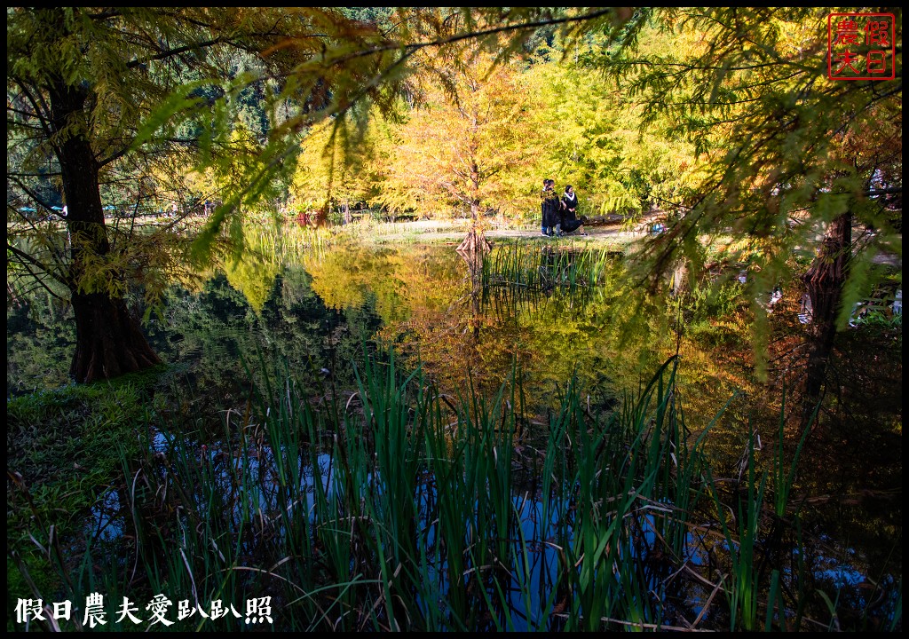 苗栗景點|南庄雲水度假森林．全台十大落羽松秘境之一/泡湯/住宿/下午茶 @假日農夫愛趴趴照