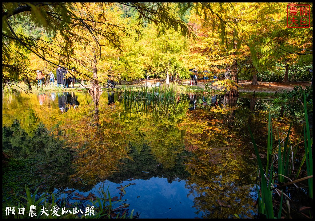 苗栗景點|南庄雲水度假森林．全台十大落羽松秘境之一/泡湯/住宿/下午茶 @假日農夫愛趴趴照