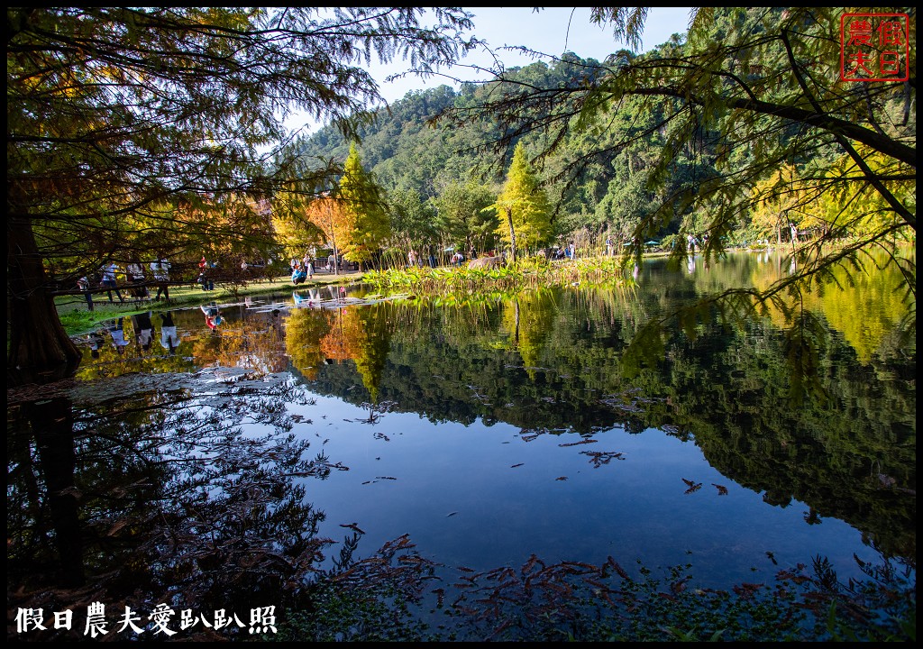 苗栗景點|南庄雲水度假森林．全台十大落羽松秘境之一/泡湯/住宿/下午茶 @假日農夫愛趴趴照