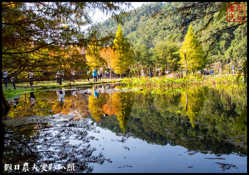 苗栗景點|南庄雲水度假森林．全台十大落羽松秘境之一/泡湯/住宿/下午茶 @假日農夫愛趴趴照