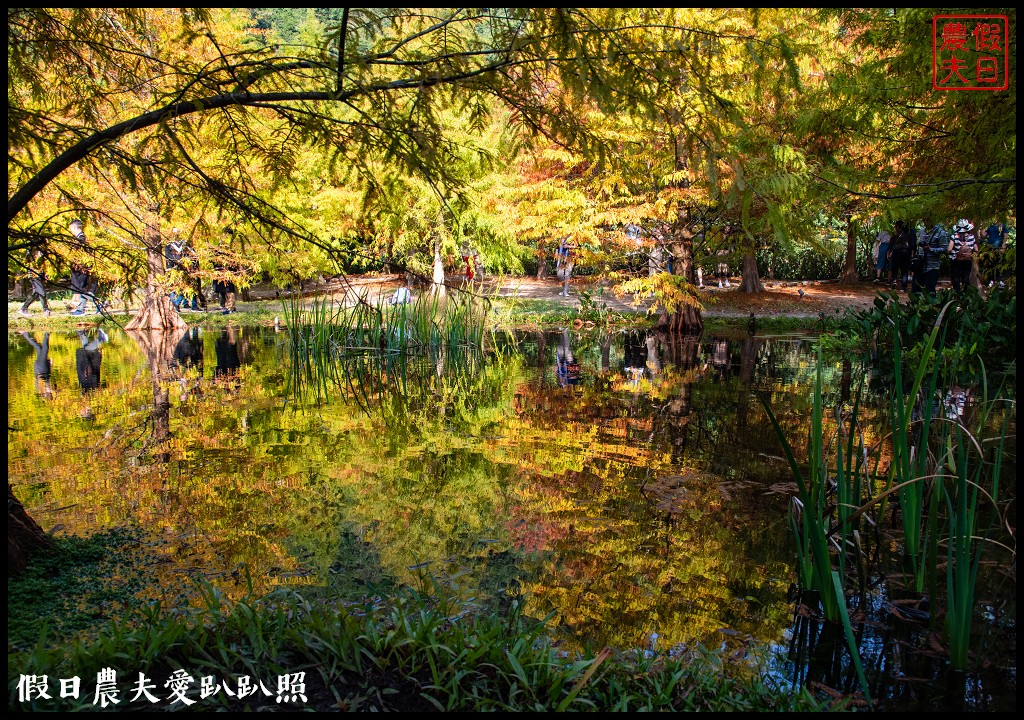 苗栗景點|南庄雲水度假森林．全台十大落羽松秘境之一/泡湯/住宿/下午茶 @假日農夫愛趴趴照