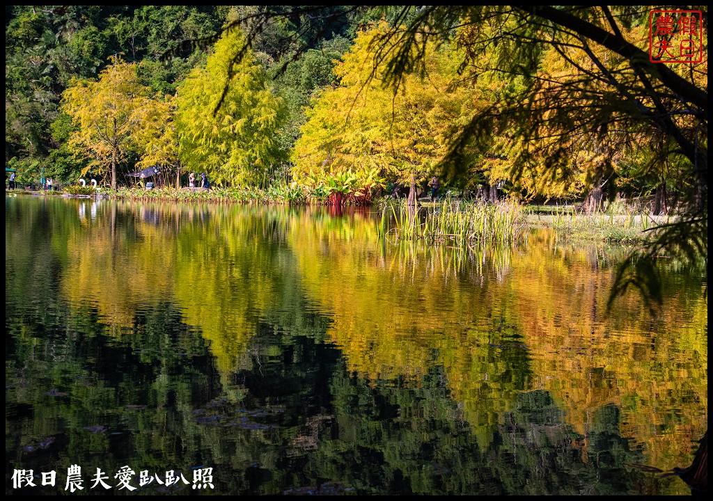 苗栗景點|南庄雲水度假森林．全台十大落羽松秘境之一/泡湯/住宿/下午茶 @假日農夫愛趴趴照