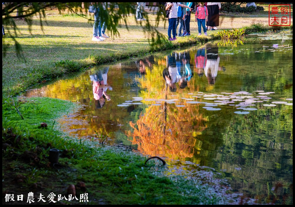 苗栗景點|南庄雲水度假森林．全台十大落羽松秘境之一/泡湯/住宿/下午茶 @假日農夫愛趴趴照