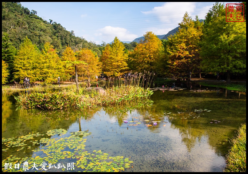 苗栗景點|南庄雲水度假森林．全台十大落羽松秘境之一/泡湯/住宿/下午茶 @假日農夫愛趴趴照