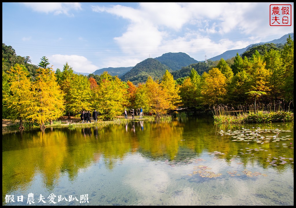 苗栗景點|南庄雲水度假森林．全台十大落羽松秘境之一/泡湯/住宿/下午茶 @假日農夫愛趴趴照