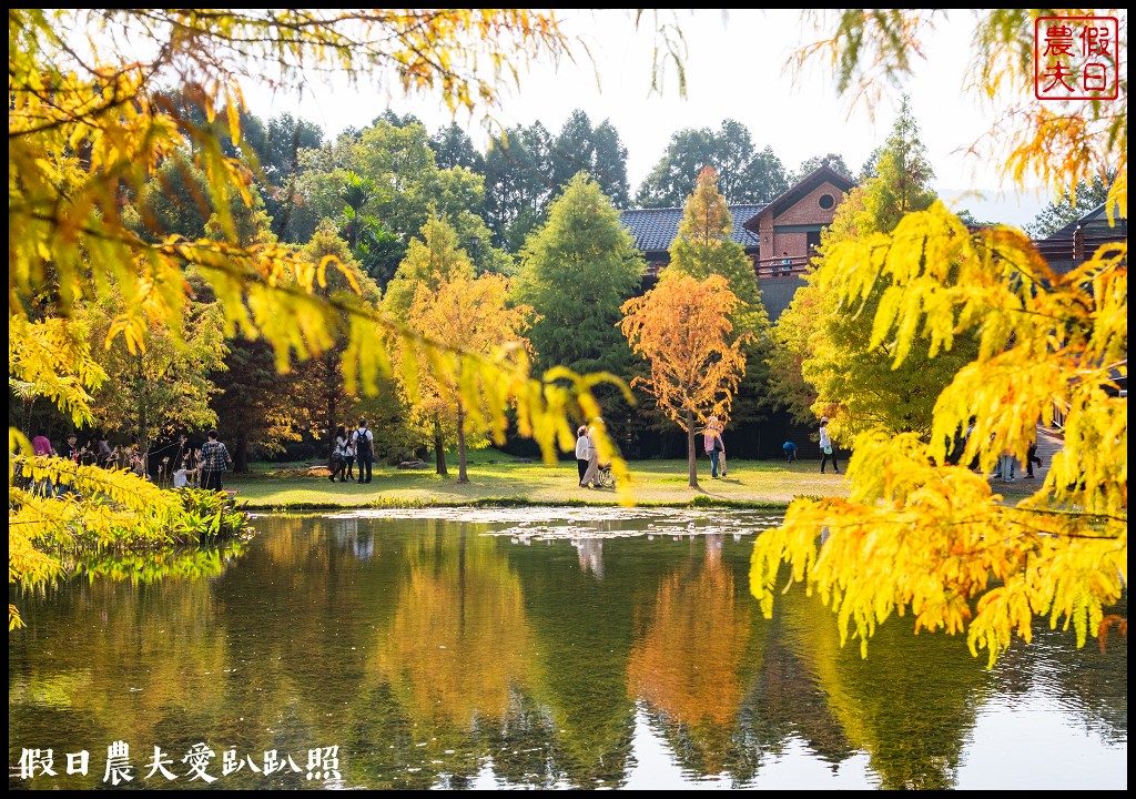 苗栗景點|南庄雲水度假森林．全台十大落羽松秘境之一/泡湯/住宿/下午茶 @假日農夫愛趴趴照