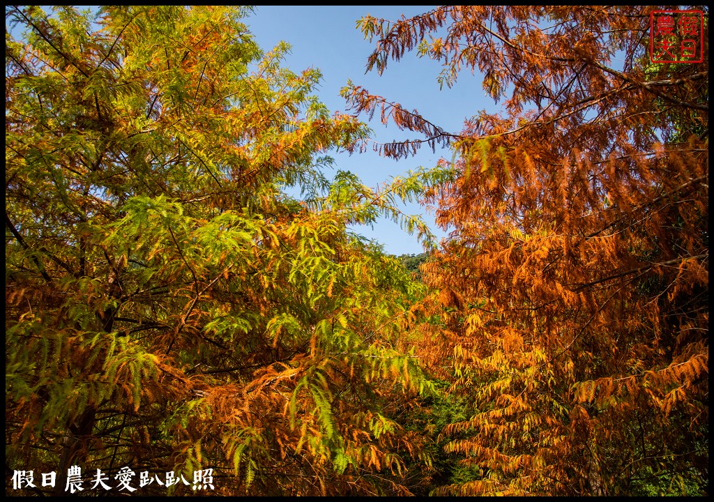 苗栗景點|南庄雲水度假森林．全台十大落羽松秘境之一/泡湯/住宿/下午茶 @假日農夫愛趴趴照