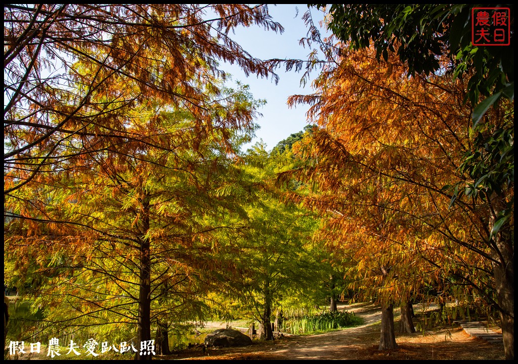 苗栗景點|南庄雲水度假森林．全台十大落羽松秘境之一/泡湯/住宿/下午茶 @假日農夫愛趴趴照