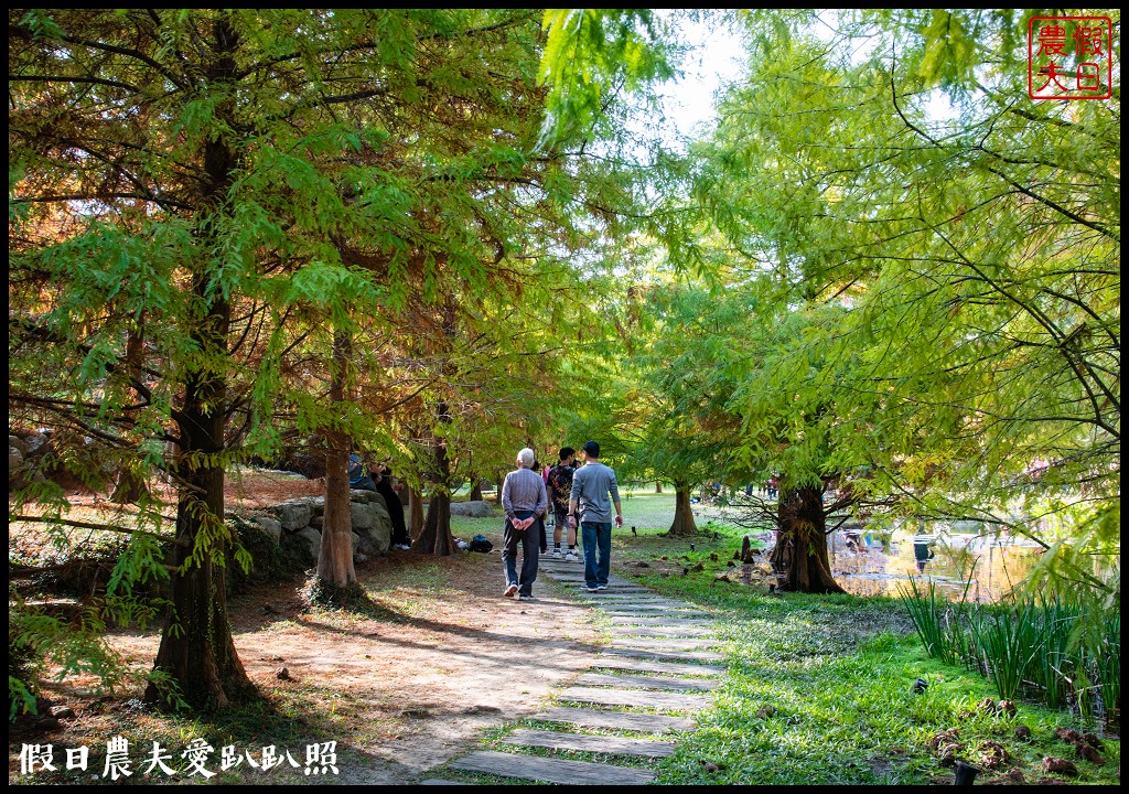 苗栗景點|南庄雲水度假森林．全台十大落羽松秘境之一/泡湯/住宿/下午茶 @假日農夫愛趴趴照