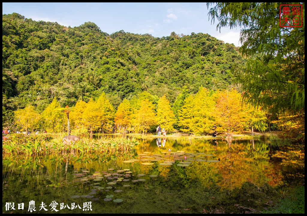 苗栗景點|南庄雲水度假森林．全台十大落羽松秘境之一/泡湯/住宿/下午茶