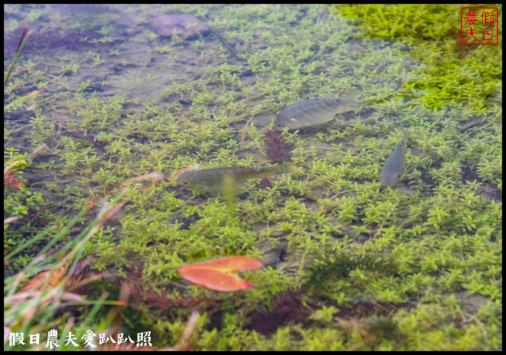 苗栗景點|南庄雲水度假森林．全台十大落羽松秘境之一/泡湯/住宿/下午茶 @假日農夫愛趴趴照