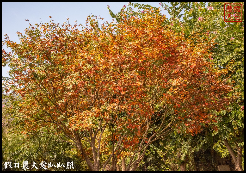 苗栗旅遊|南庄一日遊．慢城飄香遊南庄/桂花巷 @假日農夫愛趴趴照