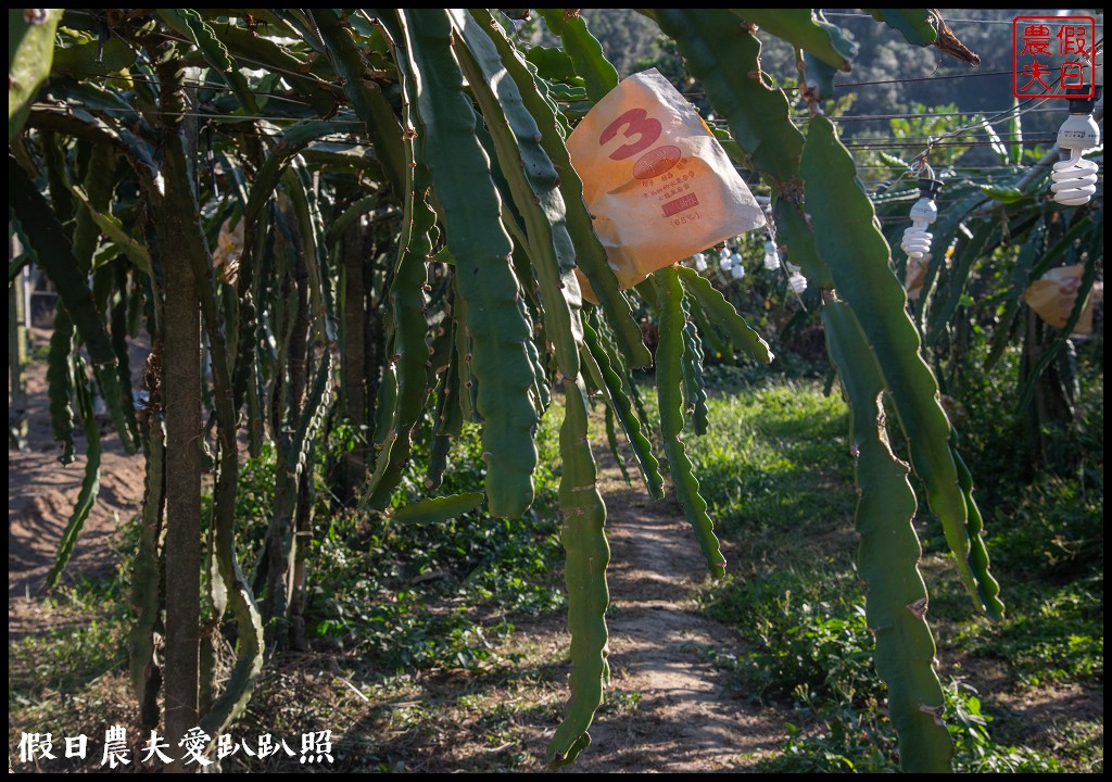 台中旅遊|外埔酒保庄葡萄園下的餐酒會×水流東紅酒音樂祭 @假日農夫愛趴趴照