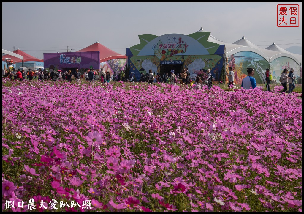 台中旅遊美食|新社花海一日遊．阿亮香菇園×大坑步道×百菇莊×櫻花鳥森林×欣品咖啡×菇菇部屋×紫願風車 @假日農夫愛趴趴照