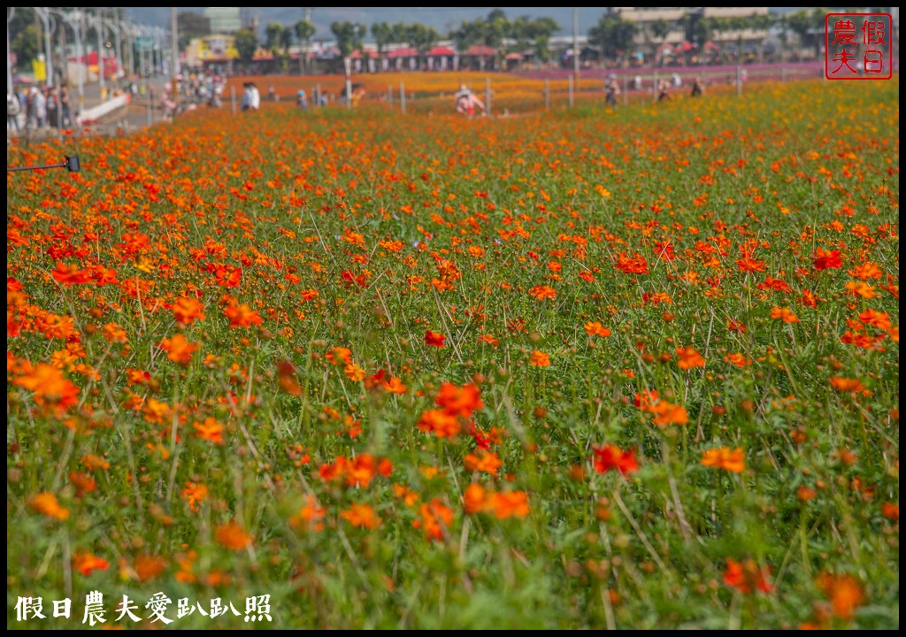 台中活動|小王子的星球之旅降臨新社花海/交通管制接駁資訊懶人包 @假日農夫愛趴趴照