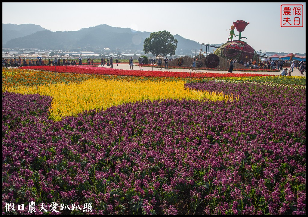 台中活動|小王子的星球之旅降臨新社花海/交通管制接駁資訊懶人包 @假日農夫愛趴趴照