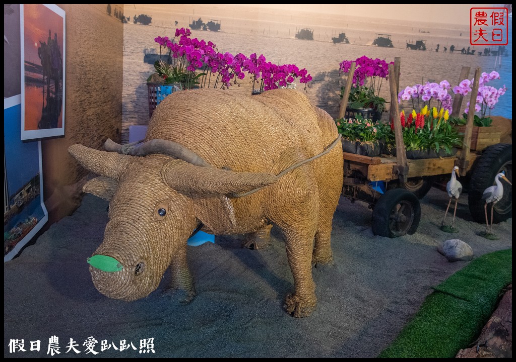 台中活動|小王子的星球之旅降臨新社花海/交通管制接駁資訊懶人包 @假日農夫愛趴趴照