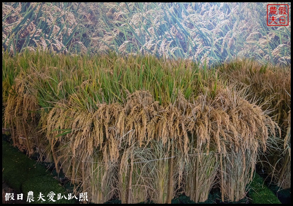 台中活動|小王子的星球之旅降臨新社花海/交通管制接駁資訊懶人包 @假日農夫愛趴趴照