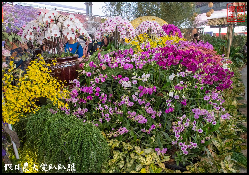 台中活動|小王子的星球之旅降臨新社花海/交通管制接駁資訊懶人包 @假日農夫愛趴趴照