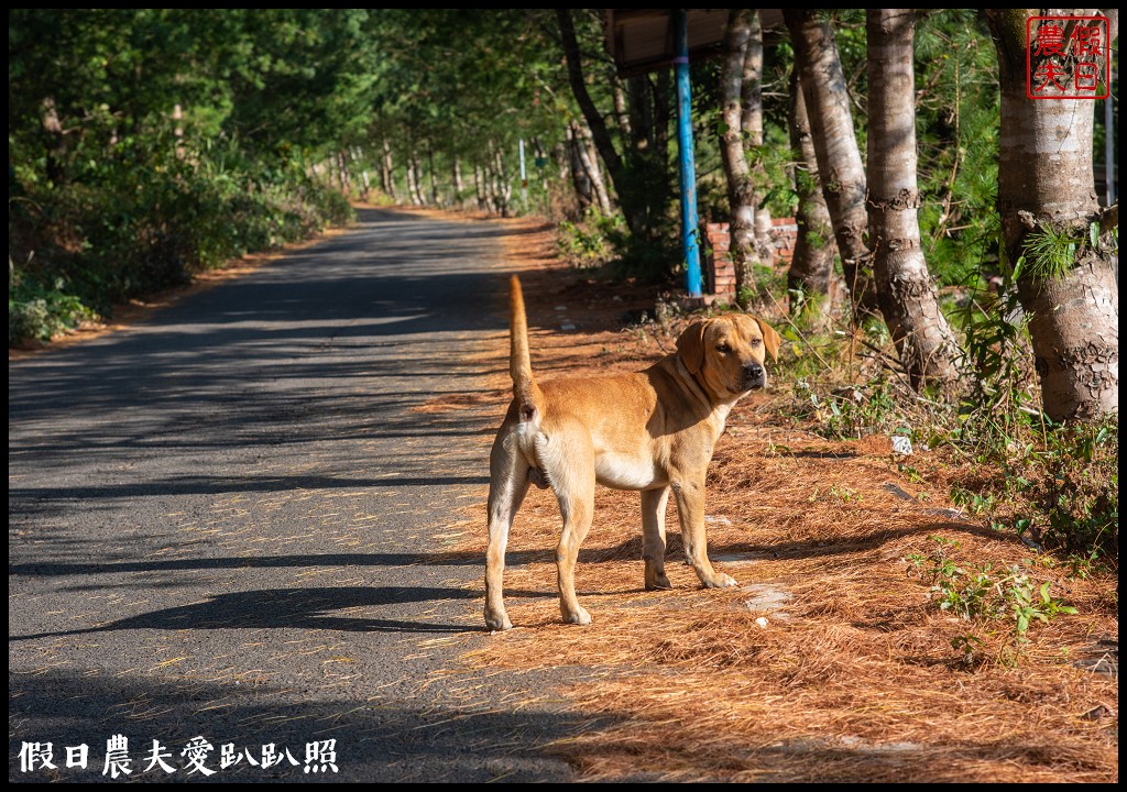 臺中市原鄉巴士部落巡禮活動．大甲溪裡冷部落和松鶴部落/泰雅族口簧琴/部落闖關 @假日農夫愛趴趴照