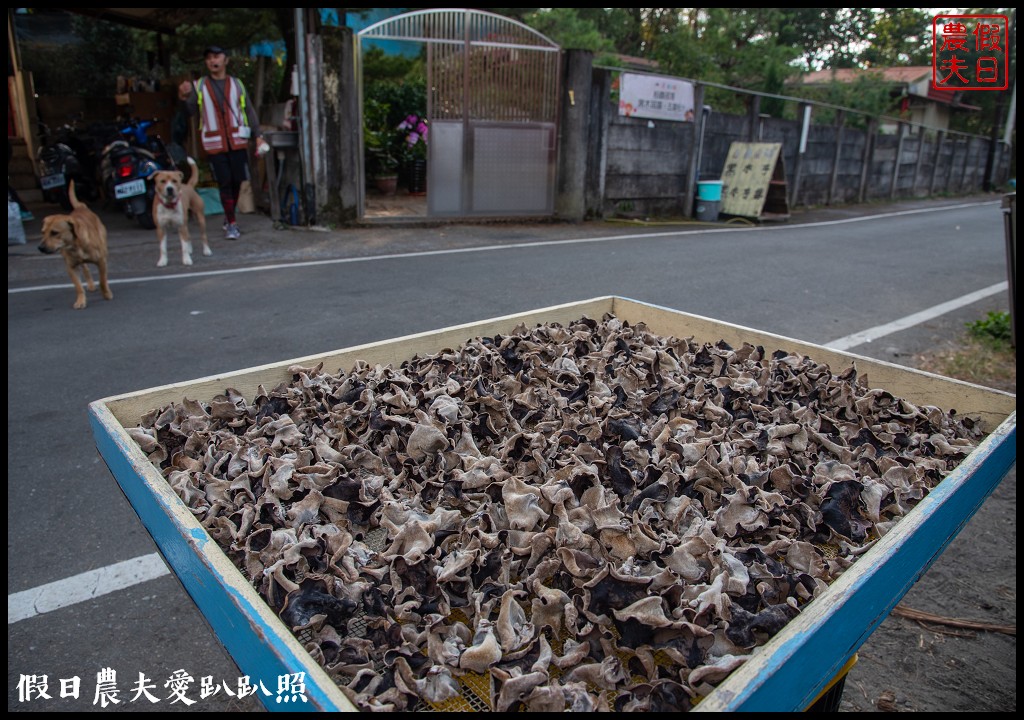 臺中市原鄉巴士部落巡禮活動．大甲溪裡冷部落和松鶴部落/泰雅族口簧琴/部落闖關 @假日農夫愛趴趴照