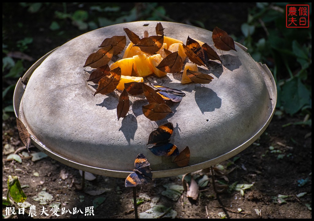 南投景點|埔里木生昆蟲博物館．台灣首座以昆蟲為主題的博物館 @假日農夫愛趴趴照