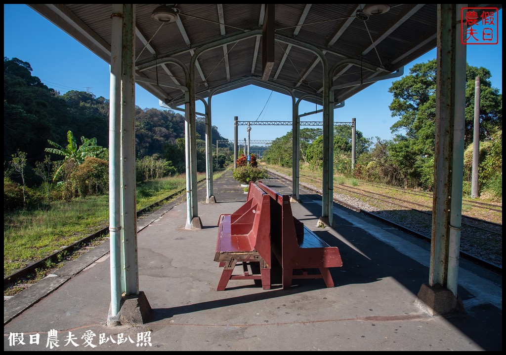 台中旅遊|泰安鐵道文化園區×泰安國小落羽松×豐原公老坪柑橘節×公老坪採橘趣 @假日農夫愛趴趴照