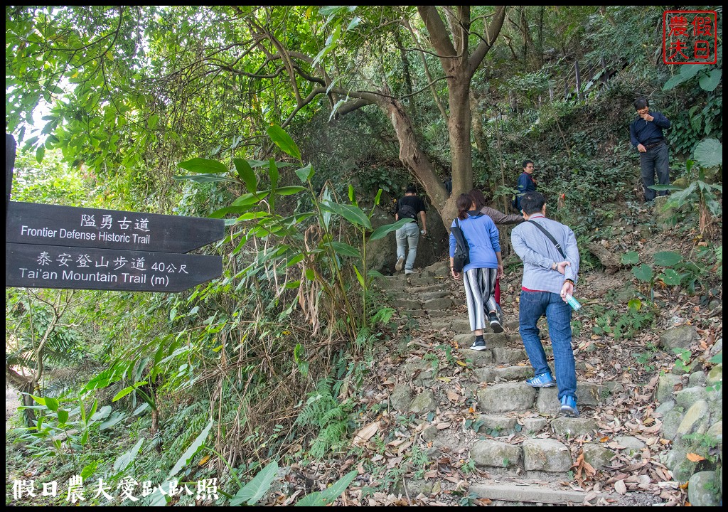 台中旅遊|泰安鐵道文化園區×泰安國小落羽松×豐原公老坪柑橘節×公老坪採橘趣 @假日農夫愛趴趴照