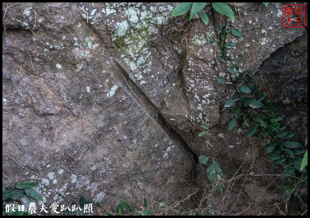 台中旅遊|泰安鐵道文化園區×泰安國小落羽松×豐原公老坪柑橘節×公老坪採橘趣 @假日農夫愛趴趴照