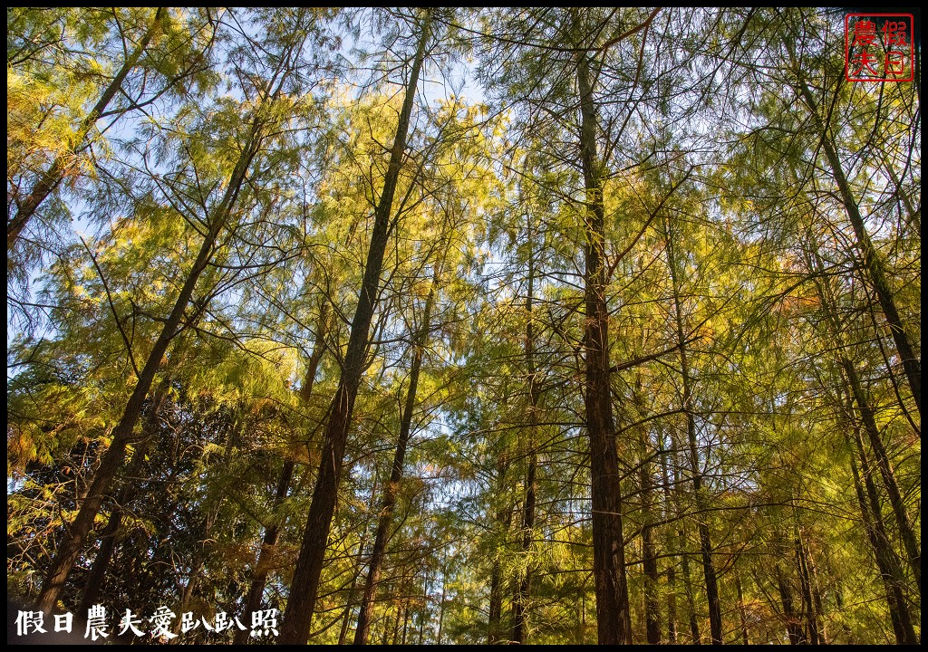 台中旅遊|泰安鐵道文化園區×泰安國小落羽松×豐原公老坪柑橘節×公老坪採橘趣 @假日農夫愛趴趴照