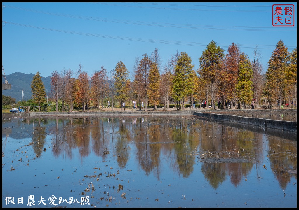 台中旅遊|泰安鐵道文化園區×泰安國小落羽松×豐原公老坪柑橘節×公老坪採橘趣 @假日農夫愛趴趴照