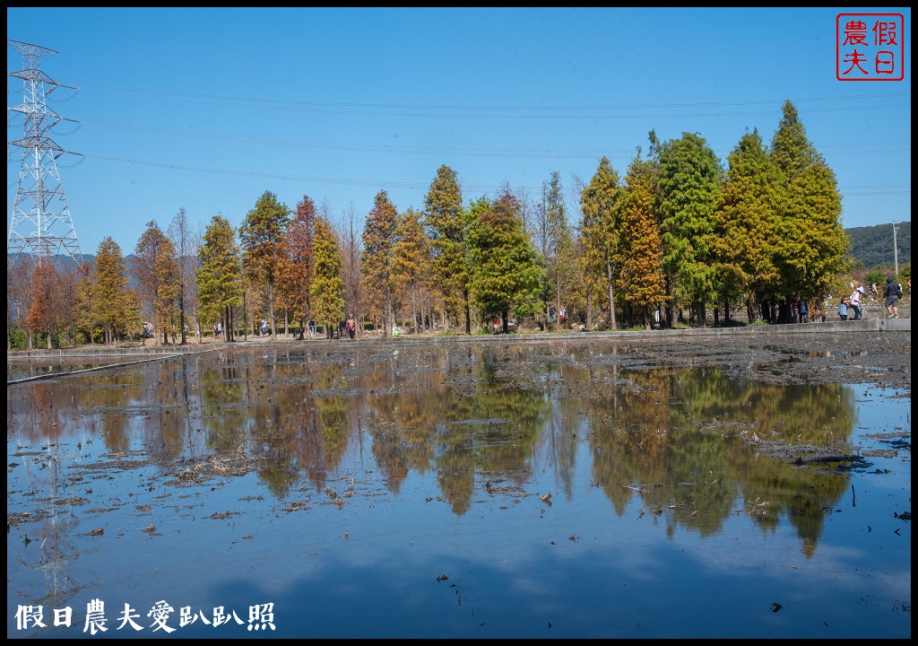 台中旅遊|泰安鐵道文化園區×泰安國小落羽松×豐原公老坪柑橘節×公老坪採橘趣 @假日農夫愛趴趴照