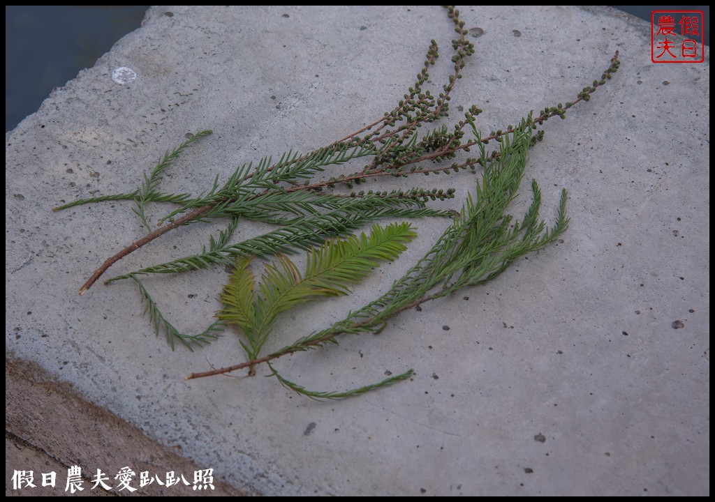 台中旅遊|泰安鐵道文化園區×泰安國小落羽松×豐原公老坪柑橘節×公老坪採橘趣 @假日農夫愛趴趴照