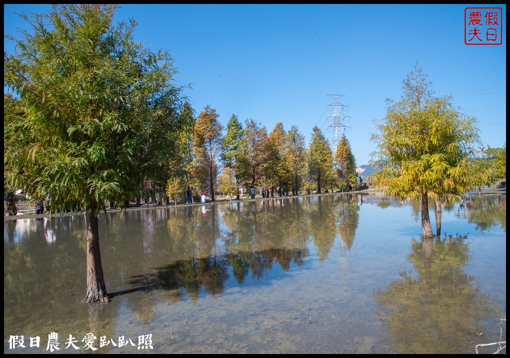 台中旅遊|泰安鐵道文化園區×泰安國小落羽松×豐原公老坪柑橘節×公老坪採橘趣 @假日農夫愛趴趴照